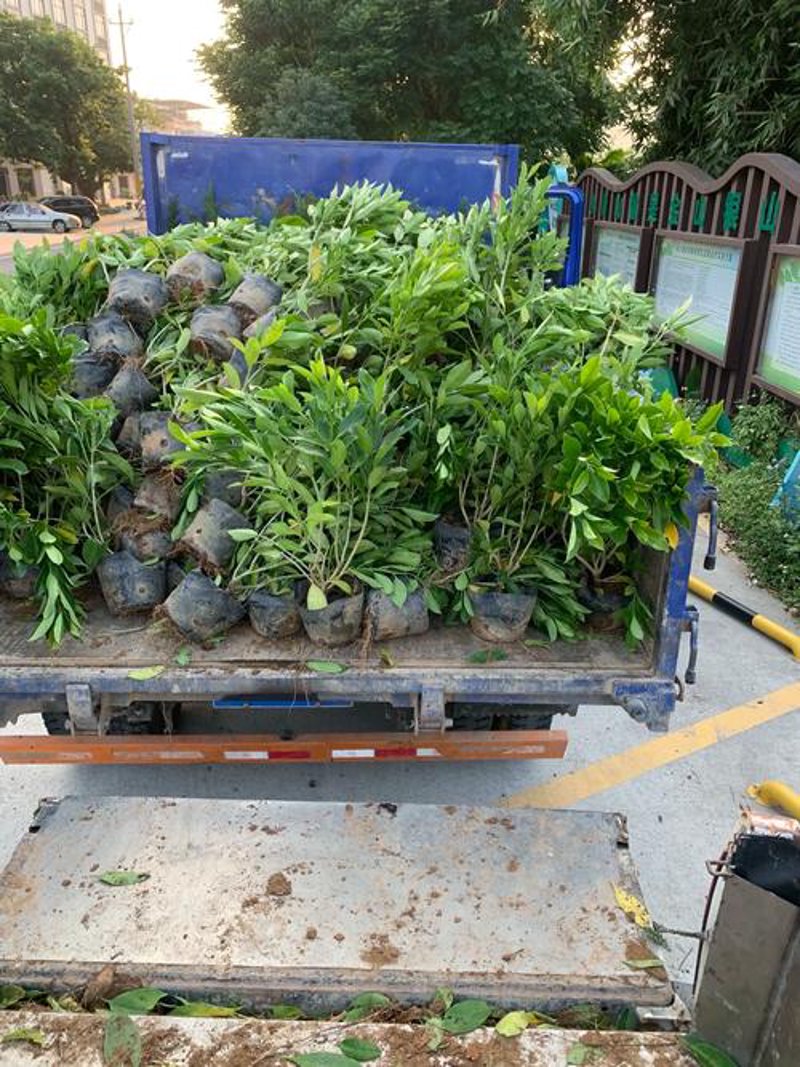 庭院绿化施工：打造梦想栖息地的艺术